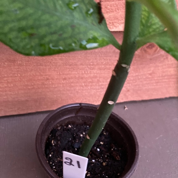 Healthy Synadenium Granting Lechero Africano Planta De La Vida 15 in tall - Picture 5 of 5